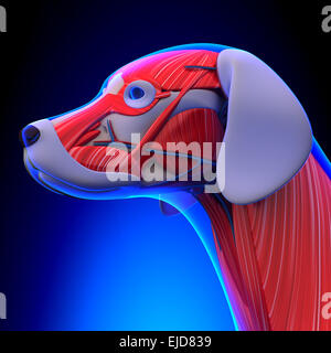 Muscles chien Anatomie - anatomie d'un homme chien Muscles Banque D'Images