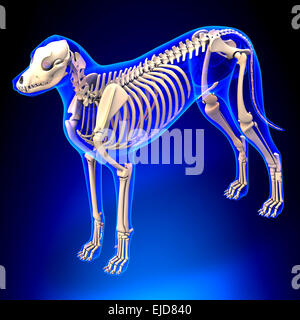 Squelette de chien - Canis lupus familiaris Anatomie - Vue en perspective Banque D'Images