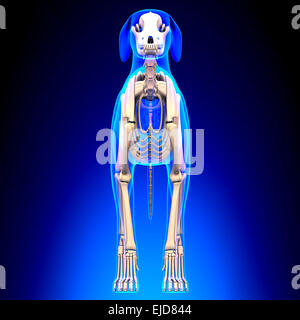 Squelette de chien - Canis lupus familiaris Anatomie - vue avant Banque D'Images