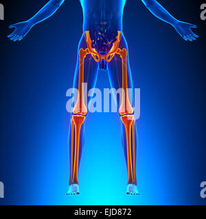 Anatomie les os des jambes Banque D'Images