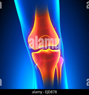 Anatomie du genou douleur concept avec le système circulatoire Banque D'Images