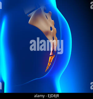 Coccyx Bone Anatomy Banque D'Images