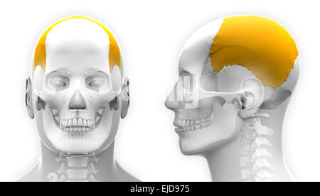 Os pariétal mâle anatomie du crâne - isolated on white Banque D'Images