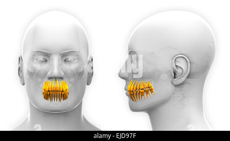 Anatomie dentaire dents mâle - isolated on white Banque D'Images