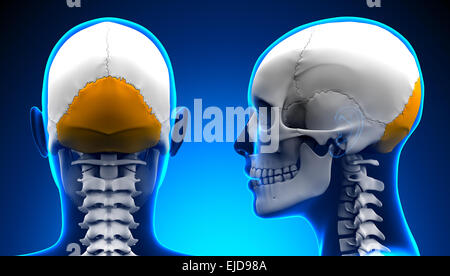 Os occipital femelle anatomie du crâne - concept bleu Banque D'Images