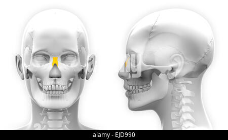 L'os nasal femelle anatomie du crâne - isolated on white Banque D'Images