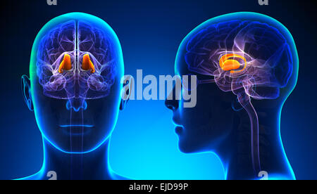 L'anatomie du cerveau Thalamus femelle - blue concept Banque D'Images