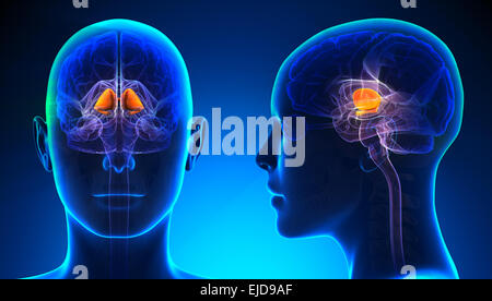 Les ganglions de la base l'anatomie du cerveau - concept bleu Banque D'Images