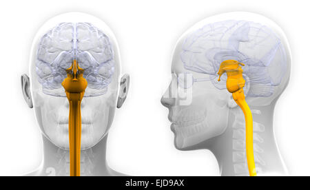 La moelle épinière anatomie du cerveau féminin - isolated on white Banque D'Images