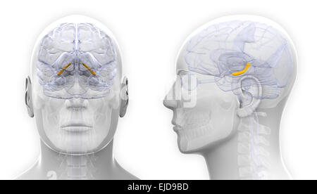 L'hippocampe mâle anatomie du cerveau - isolated on white Banque D'Images