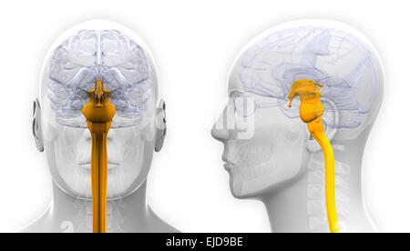 Homme de la moelle épinière anatomie du cerveau - isolated on white Banque D'Images