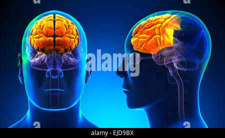 L'anatomie du cerveau du lobe frontal hommes - blue concept Banque D'Images