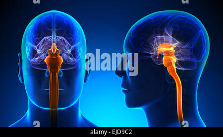 Homme de la moelle épinière anatomie du cerveau - concept bleu Banque D'Images