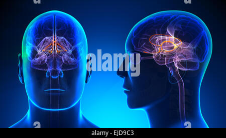 Système limbique mâle anatomie du cerveau - concept bleu Banque D'Images