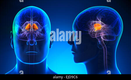 Les ganglions de l'anatomie du cerveau masculin - concept bleu Banque D'Images