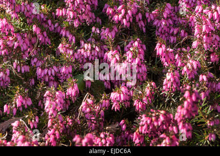 Erica cinerea jolie heather plante sur un sol de craie rose pâle à heath fleurs mauve et délicates fleurs en forme de cloche Banque D'Images