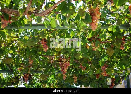 Grappes de raisin suspendu à une vigne sur un passage couvert, Cabra, Cordoba Province, Andalusia, Spain, Europe de l'Ouest. Banque D'Images