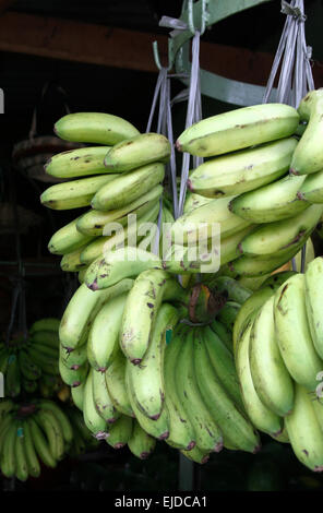 Les grandes grappes de bananes non mûres, vert pour la vente Banque D'Images