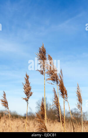 Roseaux sur fond de ciel bleu, la nature. Banque D'Images