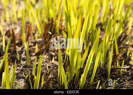 Les lames de la prise de vue en contre-jour de nouvelles feuilles de montbretia comme beaucoup d'objets en forme de sabre qui sortent de terre comme herbe Banque D'Images