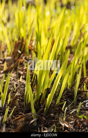 Les lames de la prise de vue en contre-jour de nouvelles feuilles de montbretia comme beaucoup d'objets en forme de sabre qui sortent de terre comme herbe Banque D'Images