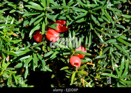 Feuilles et fruits rouges sur la couverture d'If d'Irlande Banque D'Images