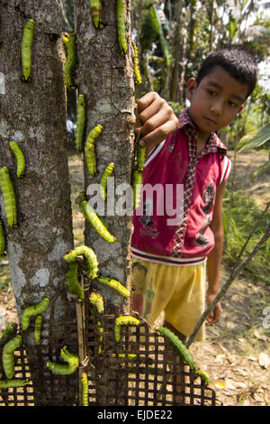 Sivasagar, Assam, Inde. 24Th Mar, 2015. Un garçon de presse Muga vers à soie sur un arbre (Machilus Bombycina Som) dans le village de Bakata Sivasagar district de nord-est de l'état de l'Assam, le 24 mars 2015. Muga est le produit de la soie du ver à soie Antheraea assamensis endémique à l'Assam. Les larves de ces papillons se nourrissent de som (Machilus bombycina) feuilles. La soie produite est connu pour sa fine texture brillant et durabilité. Muga Sulkworm l'agriculture est l'une des entreprises les plus rentables dans l'état de l'Assam Indien comme le produit a une valeur élevée sur le marché. Muga, la soie jaune-or unique d'Assam a été grant Banque D'Images