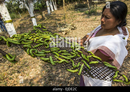 Sivasagar, Assam, Inde. 24Th Mar, 2015. Une agricultrice prépare ses vers à soie Muga à libérer sur un arbre (Machilus Bombycina Som) dans le village de Bakata Sivasagar district de nord-est de l'état de l'Assam, le 24 mars 2015. Muga est le produit de la soie du ver à soie Antheraea assamensis endémique à l'Assam. Les larves de ces papillons se nourrissent de som (Machilus bombycina) feuilles. La soie produite est connu pour sa fine texture brillant et durabilité. Muga Sulkworm l'agriculture est l'une des entreprises les plus rentables dans l'état de l'Assam Indien comme le produit a une valeur élevée sur le marché. Muga, l'unique golden-ye Banque D'Images