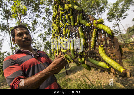 Sivasagar, Assam, Inde. 24Th Mar, 2015. Un agriculteur prépare ses vers à soie Muga à libérer sur un arbre (Machilus Bombycina Som) dans le village de Bakata Sivasagar district de nord-est de l'état de l'Assam, le 24 mars 2015. Muga est le produit de la soie du ver à soie Antheraea assamensis endémique à l'Assam. Les larves de ces papillons se nourrissent de som (Machilus bombycina) feuilles. La soie produite est connu pour sa fine texture brillant et durabilité. Muga Sulkworm l'agriculture est l'une des entreprises les plus rentables dans l'état de l'Assam Indien comme le produit a une valeur élevée sur le marché. Muga, le jaune-or unique s Banque D'Images