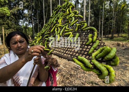 Sivasagar, Assam, Inde. 24Th Mar, 2015. Une agricultrice prépare ses vers à soie Muga à libérer sur un arbre (Machilus Bombycina Som) dans le village de Bakata Sivasagar district de nord-est de l'état de l'Assam, le 24 mars 2015. Muga est le produit de la soie du ver à soie Antheraea assamensis endémique à l'Assam. Les larves de ces papillons se nourrissent de som (Machilus bombycina) feuilles. La soie produite est connu pour sa fine texture brillant et durabilité. Muga Sulkworm l'agriculture est l'une des entreprises les plus rentables dans l'état de l'Assam Indien comme le produit a une valeur élevée sur le marché. Muga, l'unique golden-ye Banque D'Images