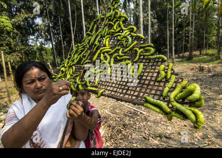 Sivasagar, Assam, Inde. 24Th Mar, 2015. Une agricultrice prépare ses vers à soie Muga à libérer sur un arbre (Machilus Bombycina Som) dans le village de Bakata Sivasagar district de nord-est de l'état de l'Assam, le 24 mars 2015. Muga est le produit de la soie du ver à soie Antheraea assamensis endémique à l'Assam. Les larves de ces papillons se nourrissent de som (Machilus bombycina) feuilles. La soie produite est connu pour sa fine texture brillant et durabilité. Muga Sulkworm l'agriculture est l'une des entreprises les plus rentables dans l'état de l'Assam Indien comme le produit a une valeur élevée sur le marché. Muga, l'unique golden-ye Banque D'Images