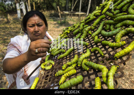 Sivasagar, Assam, Inde. 24Th Mar, 2015. Une agricultrice prépare ses vers à soie Muga à libérer sur un arbre (Machilus Bombycina Som) dans le village de Bakata Sivasagar district de nord-est de l'état de l'Assam, le 24 mars 2015. Muga est le produit de la soie du ver à soie Antheraea assamensis endémique à l'Assam. Les larves de ces papillons se nourrissent de som (Machilus bombycina) feuilles. La soie produite est connu pour sa fine texture brillant et durabilité. Muga Sulkworm l'agriculture est l'une des entreprises les plus rentables dans l'état de l'Assam Indien comme le produit a une valeur élevée sur le marché. Muga, l'unique golden-ye Banque D'Images