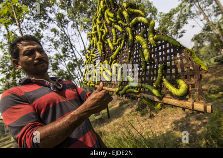 Sivasagar, Assam, Inde. 24Th Mar, 2015. Un agriculteur prépare ses vers à soie Muga à libérer sur un arbre (Machilus Bombycina Som) dans le village de Bakata Sivasagar district de nord-est de l'état de l'Assam, le 24 mars 2015. Muga est le produit de la soie du ver à soie Antheraea assamensis endémique à l'Assam. Les larves de ces papillons se nourrissent de som (Machilus bombycina) feuilles. La soie produite est connu pour sa fine texture brillant et durabilité. Muga Sulkworm l'agriculture est l'une des entreprises les plus rentables dans l'état de l'Assam Indien comme le produit a une valeur élevée sur le marché. Muga, le jaune-or unique s Banque D'Images