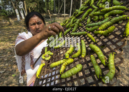 Sivasagar, Assam, Inde. 24Th Mar, 2015. Une agricultrice prépare ses vers à soie Muga à libérer sur un arbre (Machilus Bombycina Som) dans le village de Bakata Sivasagar district de nord-est de l'état de l'Assam, le 24 mars 2015. Muga est le produit de la soie du ver à soie Antheraea assamensis endémique à l'Assam. Les larves de ces papillons se nourrissent de som (Machilus bombycina) feuilles. La soie produite est connu pour sa fine texture brillant et durabilité. Muga Sulkworm l'agriculture est l'une des entreprises les plus rentables dans l'état de l'Assam Indien comme le produit a une valeur élevée sur le marché. Muga, l'unique golden-ye Banque D'Images