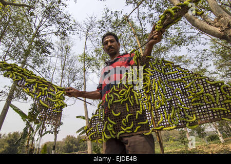 Sivasagar, Assam, Inde. 24Th Mar, 2015. Un agriculteur prépare ses vers à soie Muga à libérer sur un arbre (Machilus Bombycina Som) dans le village de Bakata Sivasagar district de nord-est de l'état de l'Assam, le 24 mars 2015. Muga est le produit de la soie du ver à soie Antheraea assamensis endémique à l'Assam. Les larves de ces papillons se nourrissent de som (Machilus bombycina) feuilles. La soie produite est connu pour sa fine texture brillant et durabilité. Muga Sulkworm l'agriculture est l'une des entreprises les plus rentables dans l'état de l'Assam Indien comme le produit a une valeur élevée sur le marché. Muga, le jaune-or unique s Banque D'Images