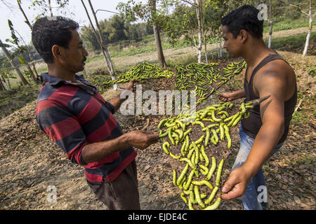 Sivasagar, Assam, Inde. 24Th Mar, 2015. Les agriculteurs préparent leurs vers à soie Muga à libérer sur un arbre (Machilus Bombycina Som) dans le village de Bakata Sivasagar district de nord-est de l'état de l'Assam, le 24 mars 2015. Muga est le produit de la soie du ver à soie Antheraea assamensis endémique à l'Assam. Les larves de ces papillons se nourrissent de som (Machilus bombycina) feuilles. La soie produite est connu pour sa fine texture brillant et durabilité. Muga Sulkworm l'agriculture est l'une des entreprises les plus rentables dans l'état de l'Assam Indien comme le produit a une valeur élevée sur le marché. Muga, le jaune-or unique s Banque D'Images