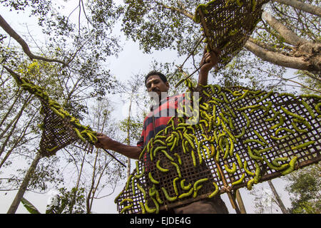 Sivasagar, Assam, Inde. 24Th Mar, 2015. Un agriculteur prépare ses vers à soie Muga à libérer sur un arbre (Machilus Bombycina Som) dans le village de Bakata Sivasagar district de nord-est de l'état de l'Assam, le 24 mars 2015. Muga est le produit de la soie du ver à soie Antheraea assamensis endémique à l'Assam. Les larves de ces papillons se nourrissent de som (Machilus bombycina) feuilles. La soie produite est connu pour sa fine texture brillant et durabilité. Muga Sulkworm l'agriculture est l'une des entreprises les plus rentables dans l'état de l'Assam Indien comme le produit a une valeur élevée sur le marché. Muga, le jaune-or unique s Banque D'Images