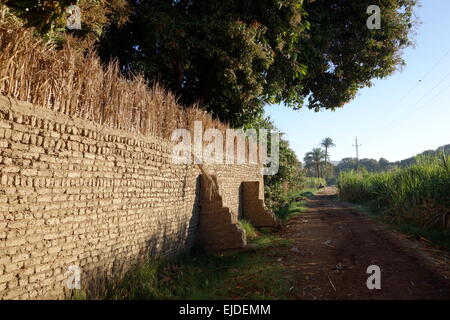 L'Egypte, le Nil, les banques agricoles de brique de boue haut mur protégé et étendu avec les paumes ou le feuillage de la canne à sucre Banque D'Images