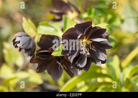 Helleborus niger rose de Noël ou hellébore noir une plante vivace à feuilles persistantes fleur pleine Banque D'Images