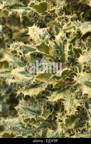 Plus de figues de panaché d'argent holly laisser mutation génétique de piquants sur le coin et la couche de feuilles d'un buisson pour dissuader les clairons Banque D'Images