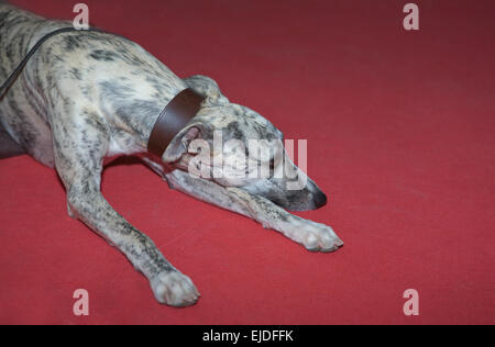 L'Espagnol greyhound, 9 mois, portrait sur fond rouge Banque D'Images