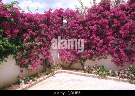 De bougainvillées rose vif sur mur blanc dans le jardin méditerranéen Banque D'Images