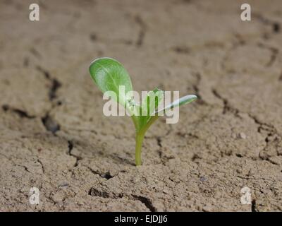 Le chardon de lait sur le sol fissuré de l'arrière-plan Banque D'Images