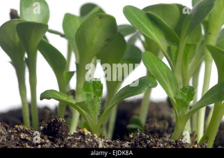 Le chardon de lait sur le sol fissuré de l'arrière-plan Banque D'Images