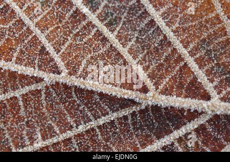 Frozen brun automne leaf Banque D'Images