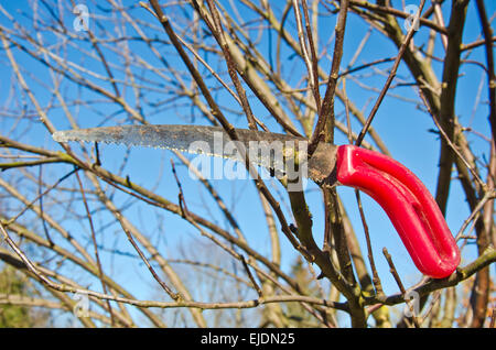 Outil de jardinier sur scie à Branche de pommier au printemps Banque D'Images