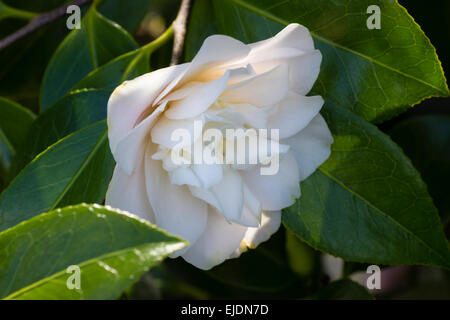 Double blanc fleur de Camellia japonica 'Erin paysan' Banque D'Images