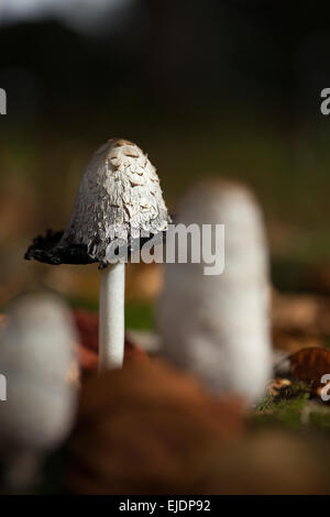 Un gros plan de 'Coprinus comatus' 'avocat' 'Shaggy la perruque de Cap d'encre' 'Shaggy Mane ' Banque D'Images