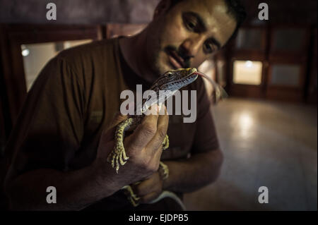 Giza, Egypte. 24Th Mar, 2015. Mamdouh Tolba prend soin d'un lézard à son domicile dans le village d'Abou Rawash à Gizeh, Province de l'ouest du Caire, Egypte, le 24 mars 2015. Le 37-year-old Mamdouh Tolba est un animal égyptien concessionnaire. Sa famille vit sur le commerce, la chasse et l'élevage des animaux pour les générations futures. Source : Xinhua/Chaoyue Pan/Alamy Live News Banque D'Images