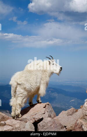 La Chèvre de montagne Oreamnos americanus,, sur le Mont Evans à 14 000 pieds d'altitude, donnant sur Denver, Colorado. Banque D'Images